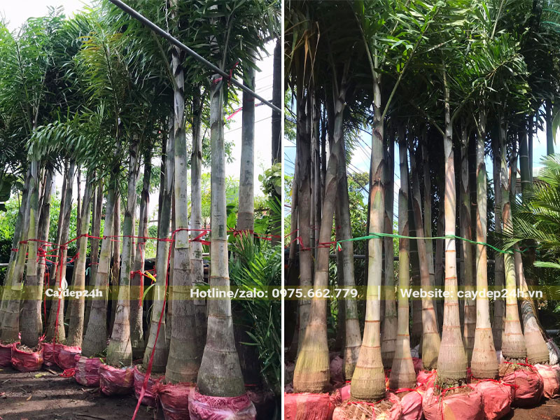 Cau Đuôi Chồn mới bứng, lộ thân 50 - 100cm