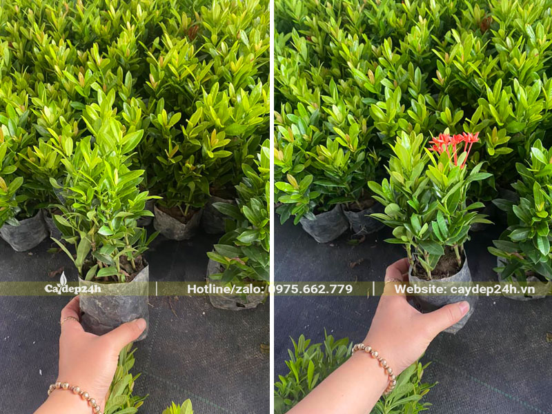 Vườn cây giống Trang Đỏ chiều cao khoảng 15 - 20cm