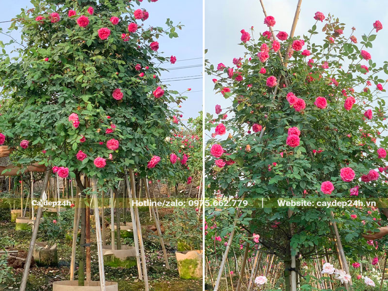 Chiêm ngưỡng cây hoa hồng cổ Sapa trưởng thành, cao gần 2m