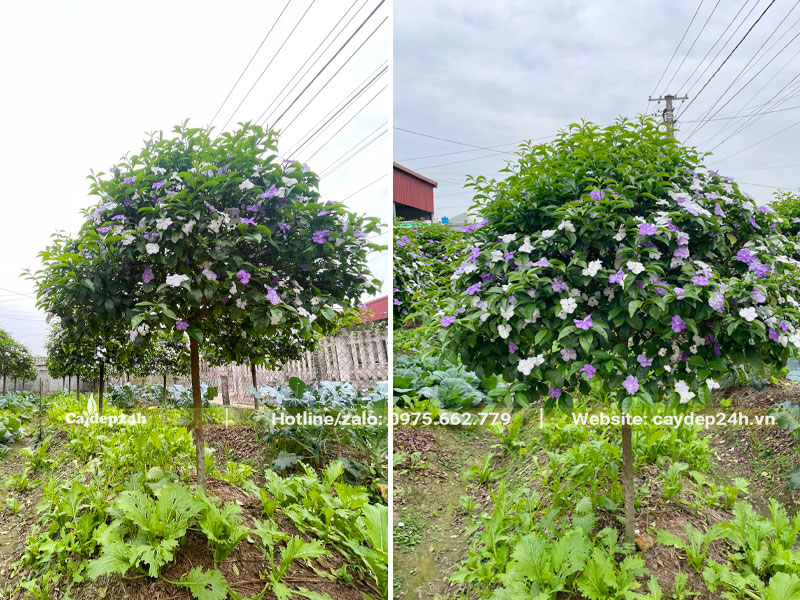 Những hàng cây Nhài Nhật thoát thân tán tròn đường kính 1m5