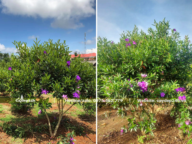 Mua Úc công trình cao hơn 1m