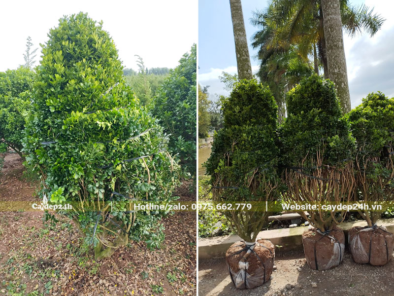 Ngâu cảnh lâu năm, bứng nóng tại vườn