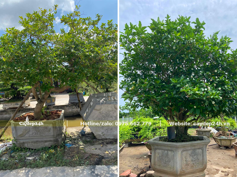 Cây hoa Ngọc Bút cổ thụ cao 2m, trồng chậu cảnh đẹp