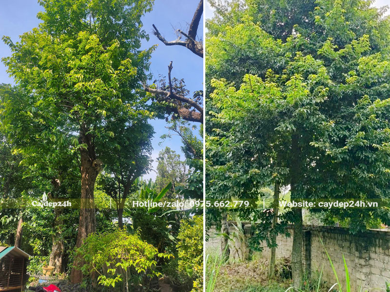 Cây Thị lâu năm đường kính gốc 25-30cm