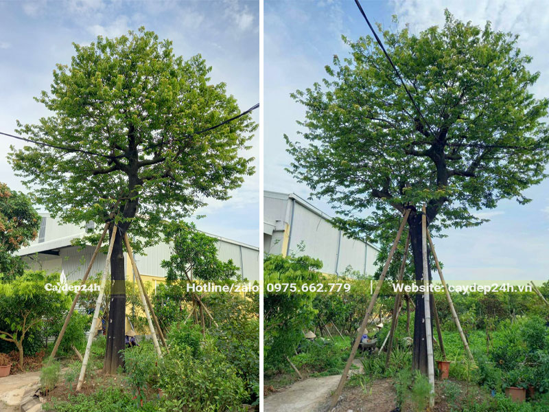 Dâm ủ cây Thị cổ thụ trong bầu nổi
