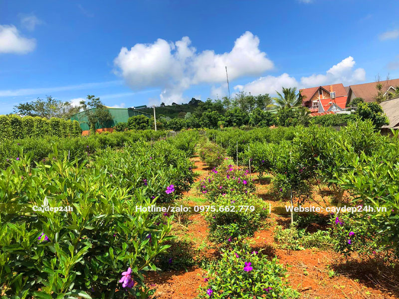 Nhà vườn ươm giống và nuôi trồng cây Mua Úc công trình