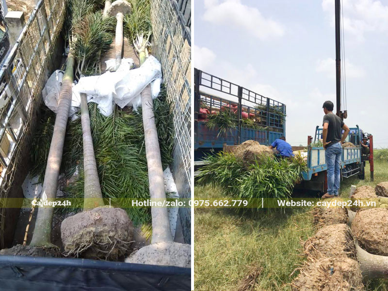 Cau Đuôi Chồn dưỡng lâu năm, đang cẩu xếp lên xe