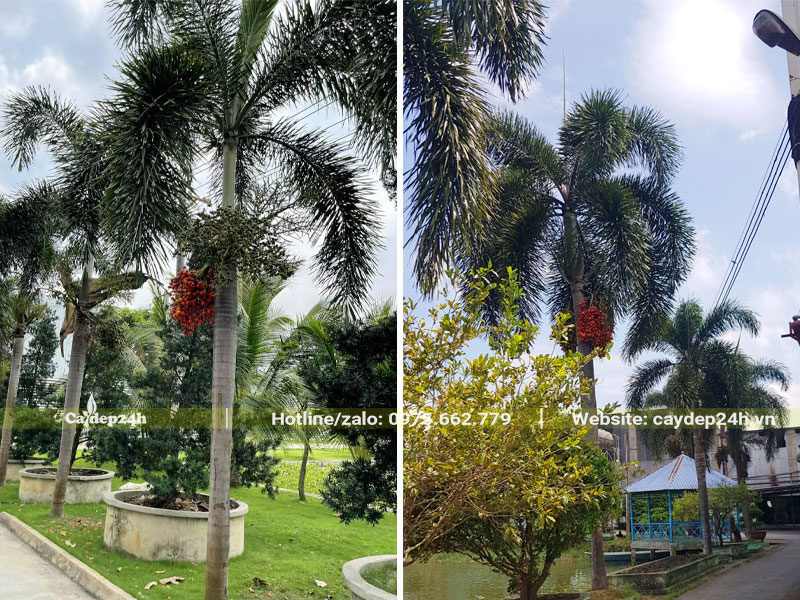 Cau Đuôi Chồn cao đẹp, quả đang chín đỏ trên cây