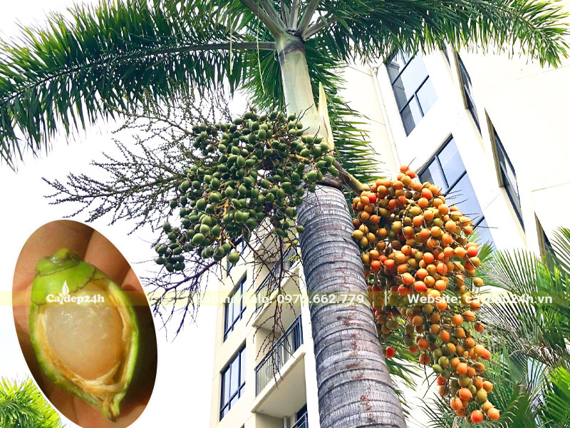 Quả Cau Đuôi Chồn xanh và chín