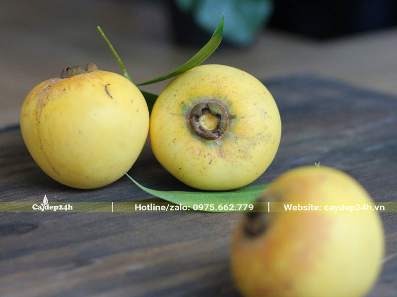 Quả Thị chín đã thu hoạch