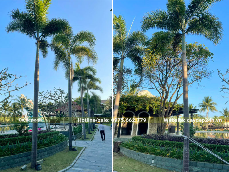 Những hàng cây Cau Đuôi Chồn cao vút, lóng thân cao 4 - 5m