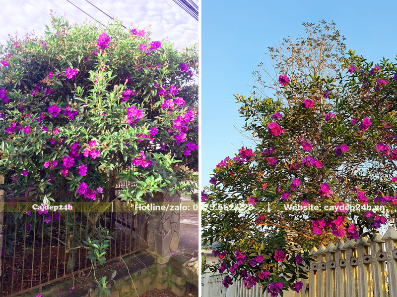 Cây Hoa Mua Úc đẹp, tán đẹp, nở hoa rực rỡ