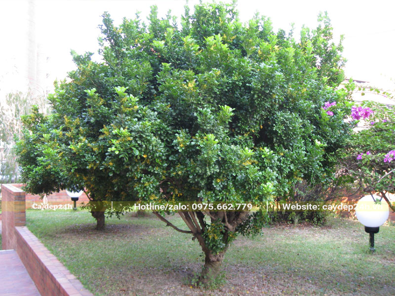 Hình ảnh cây Ngâu cổ thụ đường kính gốc hơn 10cm, trồng trong khuôn viên resort