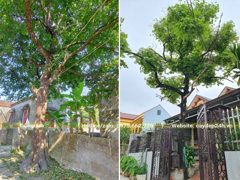 Trồng cây Thị trước cổng lấy bóng mát