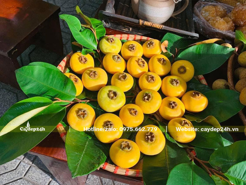 Mẹt quả thị mới hái dùng làm món trang miệng