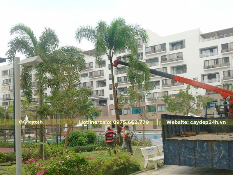 Đội ngũ thợ đang thi công trồng cây Cau Đuôi Chồn công trình lâu năm