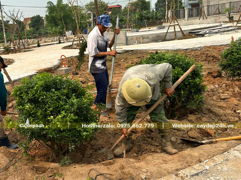 Công nhân đang thi công trồng cây ngâu cho dự án nhà văn hóa tại Vĩnh Phúc