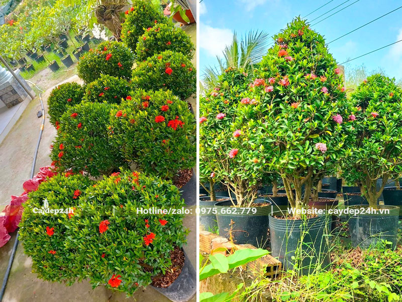 Những hàng cây Bông Trang hoa đỏ và hoa màu hồng đẹp