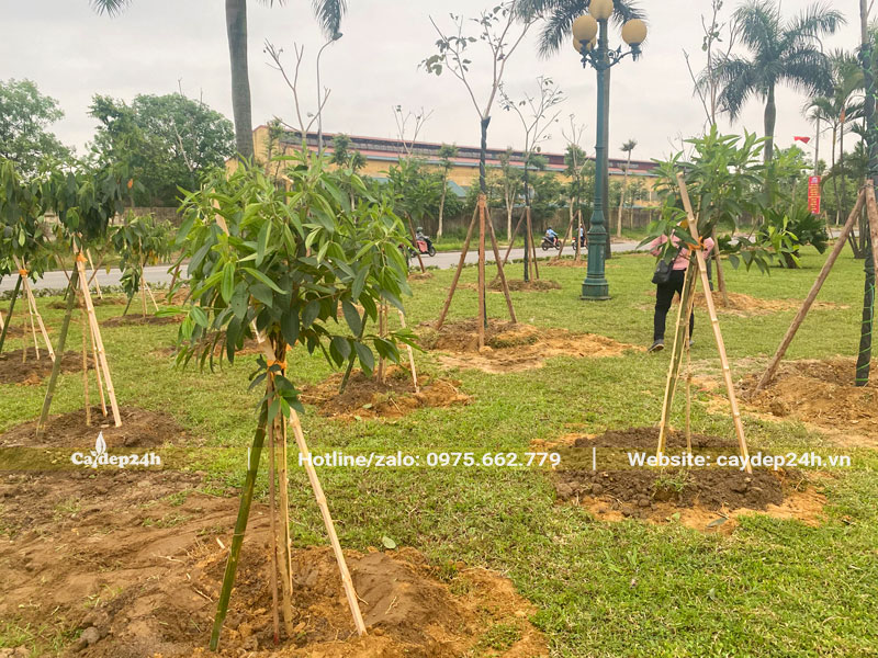 Trồng và chống cọc buộc cây Mua Úc cao 1m