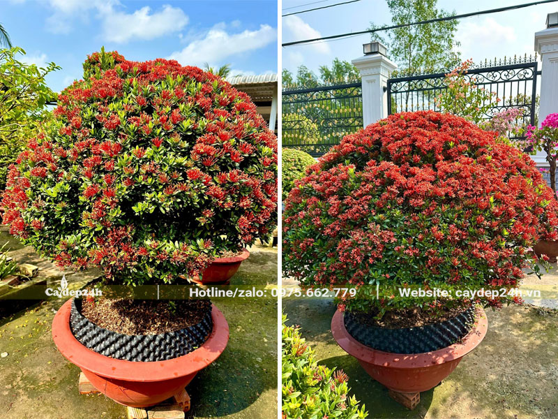 Cây hoa Trang Đỏ đã dâm ủ nhiều năm được chuyển vào chậu trồng
