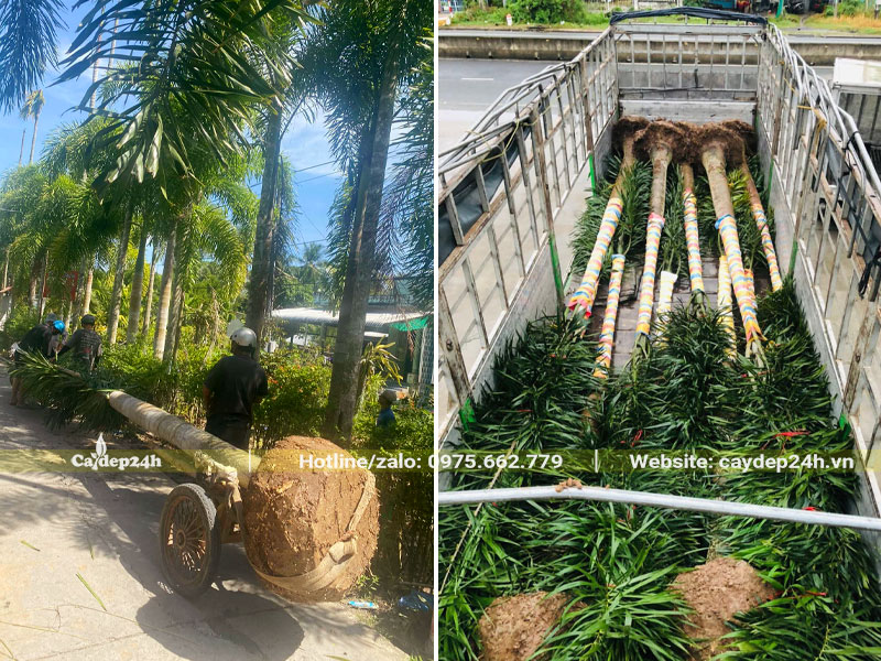 Di chuyển xếp cây Cau Đuôi Chồn lên thùng xe tải