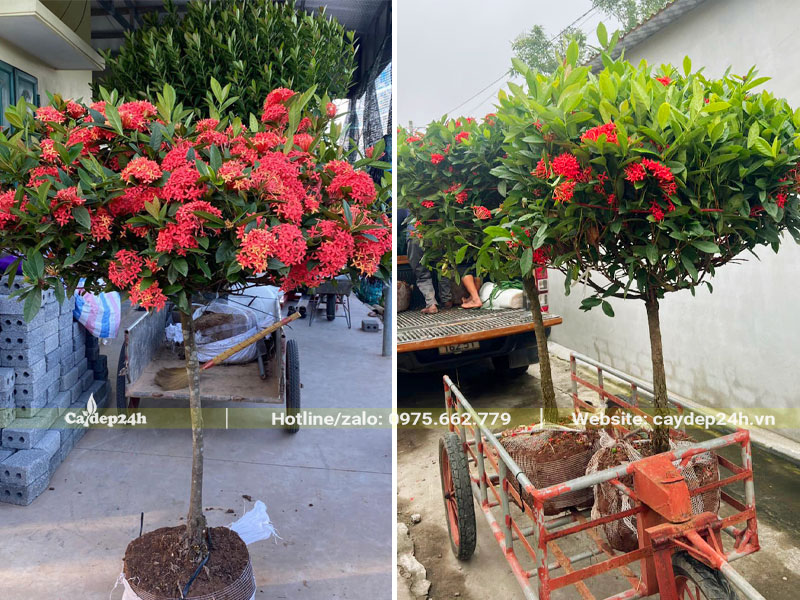 Cây Mẫu Đơn sẵn hoa giao cho khách hàng tại Hà Nội