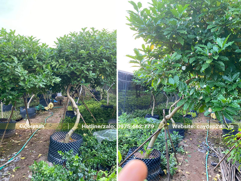 Dâm ủ số lượng lớn cây Ngọc Bút cao 2m, đường kính gốc 5cm trở lên