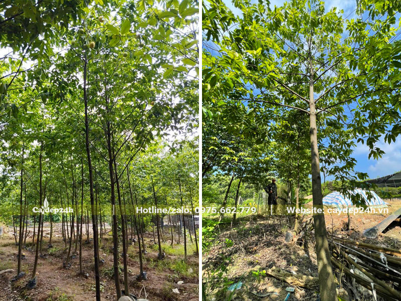 Vườn trồng cây Thị lâu năm, đường kính gốc 5-8cm