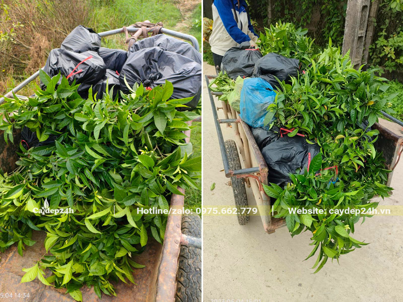 Cây giống Ngọc Bút bọc thành từng túi xếp lên xe kéo