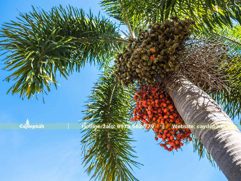 Cây cao xòe bóng mát, quả ra liên tục