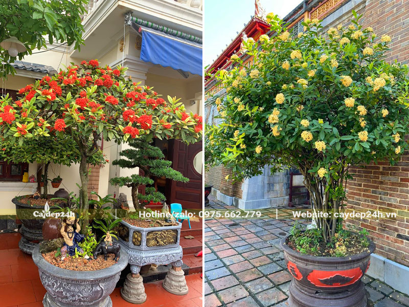 Những chậu cây hoa Đơn Ta đẹp, lâu năm, trồng chậu trước nhà