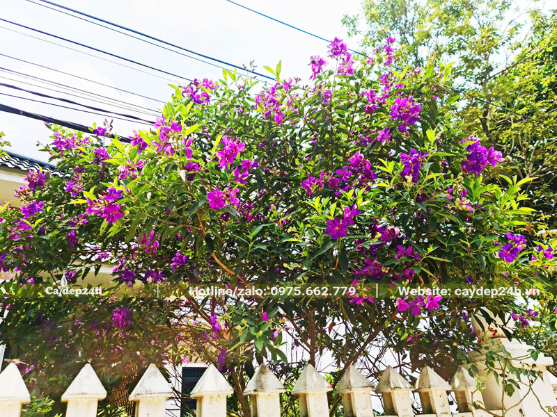 Mua Úc trồng trước sân nhà