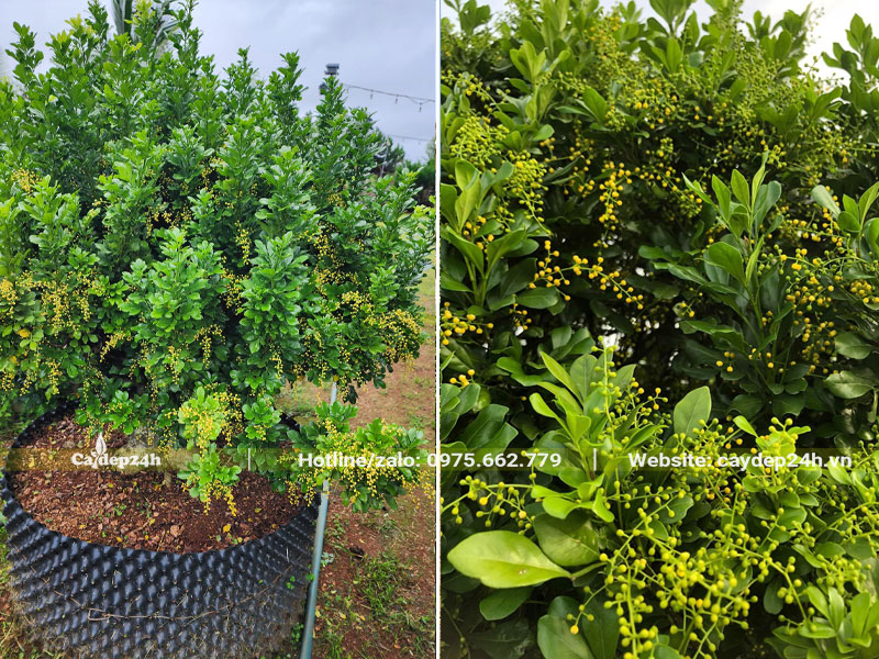 Cây Ngâu cảnh đẹp, chiều cao khoảng 1m