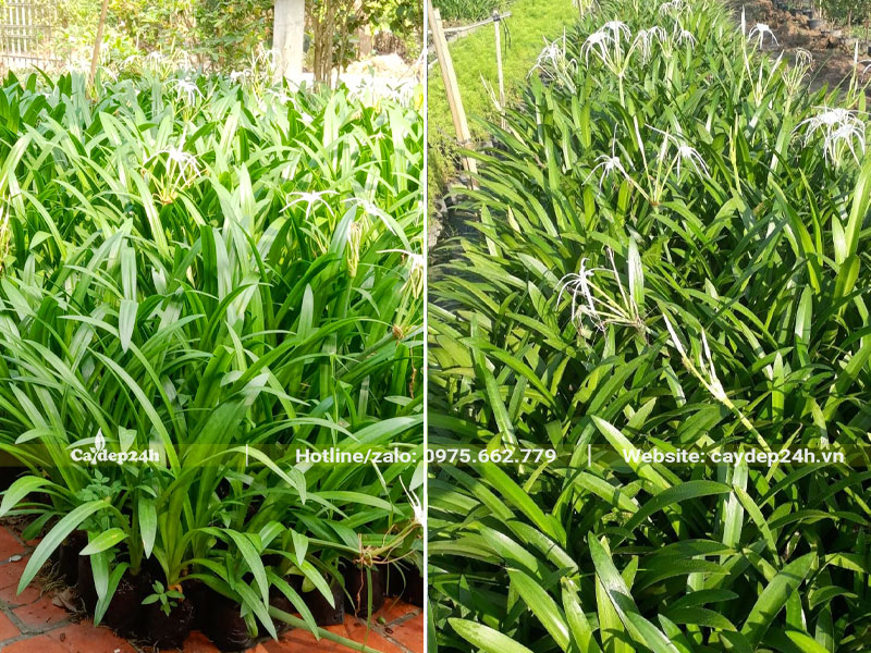 Hàng trăm cây Bạch Trinh Biển cao 60cm đang ra hoa