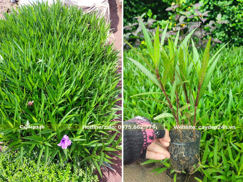 Xếp cây hoa Chiều Tím thành từng luống để dễ chăm sóc