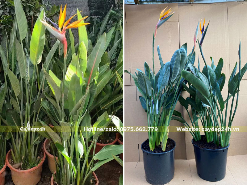 Những chậu cây hoa Thiên Điểu nhỏ, chiều cao khoảng 50cm đã ra hoa