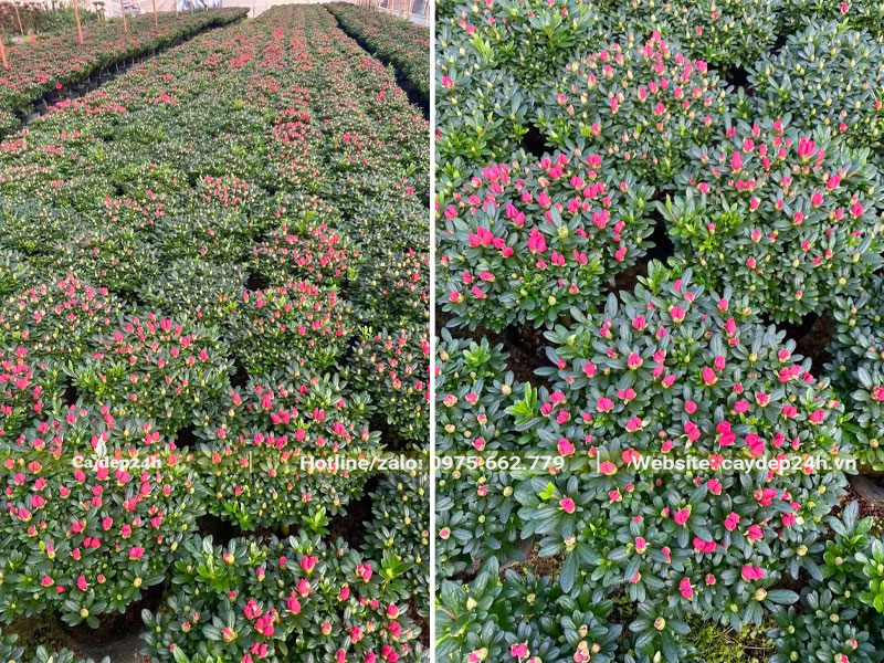 Vườn dưỡng số lượng lớn cây Đỗ Quyên đỏ cao 50 - 80cm