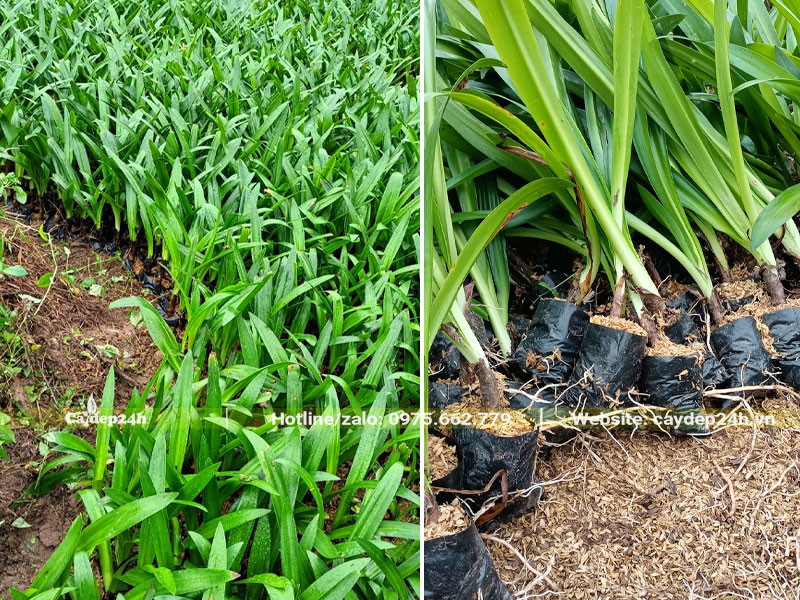 Vườn cây giống Bạch Trinh Biển thuần bầu