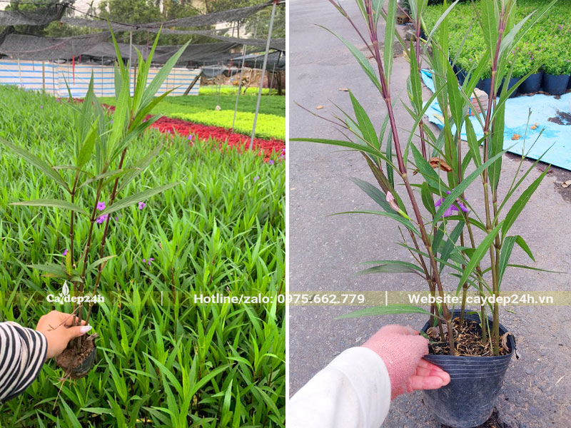 Vườn cây hoa Chiều Tím cao 40cm, 5 - 7 cây/bầu