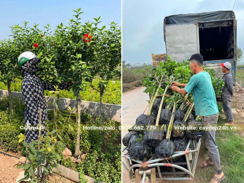 Bứng và chuyển lên xe cây Dâm Bụt đỏ thân tree