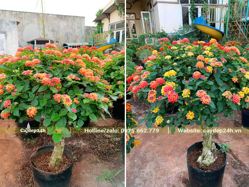 Những cây hoa Ngũ Sắc nở hoa đẹp, chiều cao 1m tính cả bầu