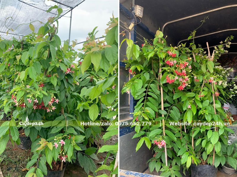 Xếp từng chậu cây Sử Quân Tử chiều cao 1m6 lên thùng xe tải