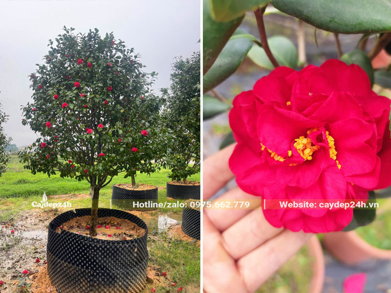 Dâm ủ cây hoa trà đường kính gốc 5cm trong bầu nổi