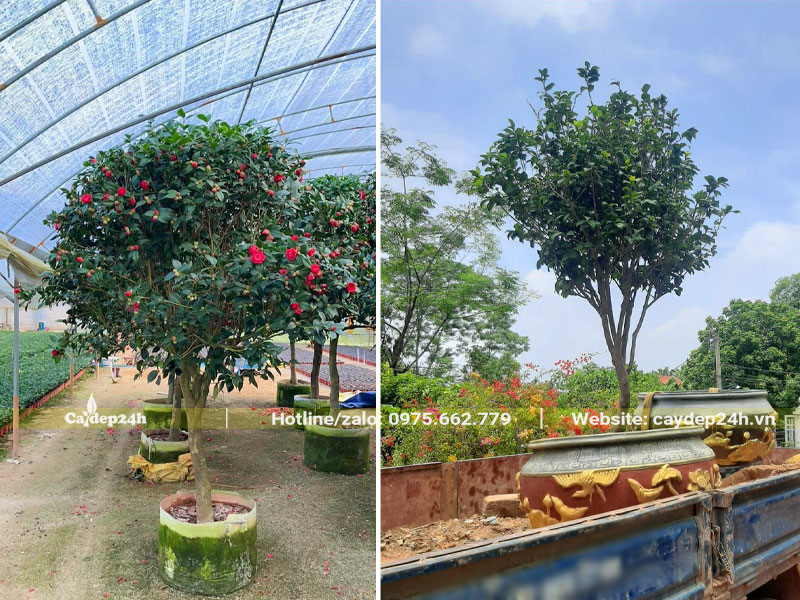 Trồng cây hoa trà đỏ trong chậu và vận chuyển giao cho khách