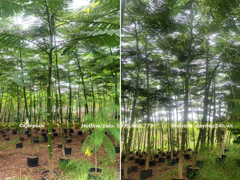 Vườn nuôi dưỡng những cây Phật Y cao 3m, dưỡng trong bầu từ nhỏ