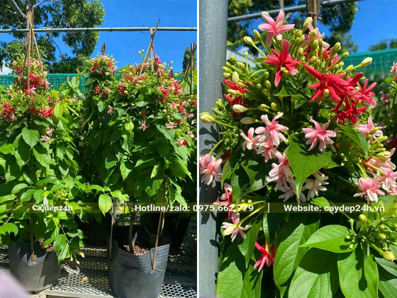 Những chậu hoa Sử Quân Tử cao hơn 1m, sẵn hoa chuẩn bị xuất vườn