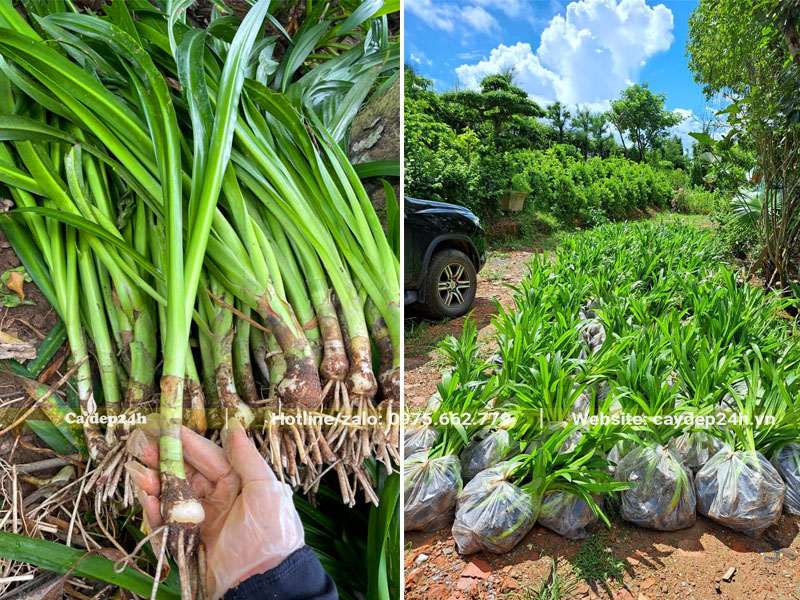 Giao tận nơi đơn hàng cây Bạch Trinh biển giống cao 40 - 50cm