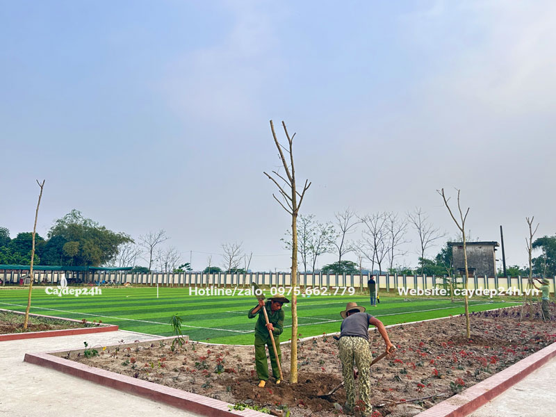 Trồng cây hoa Bằng Lăng  tím trong sân trường Tiểu học Phúc Tiến