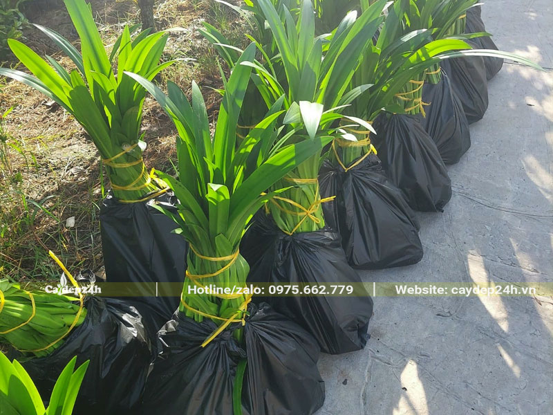 Những bịch cây Bạch Trinh biển cao 70cm đã chuyển đến nơi trồng