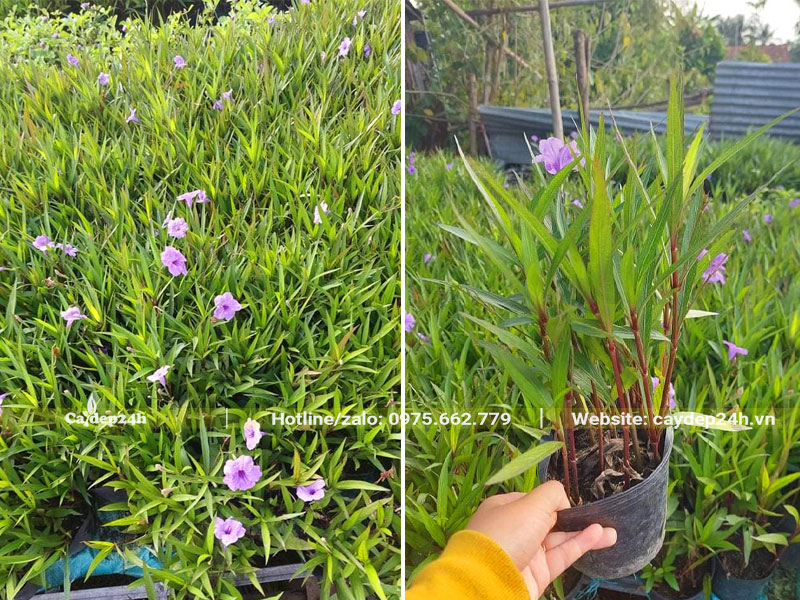 Hàng trăm bầu cây hoa Chiều Tím cao 20 - 25cm